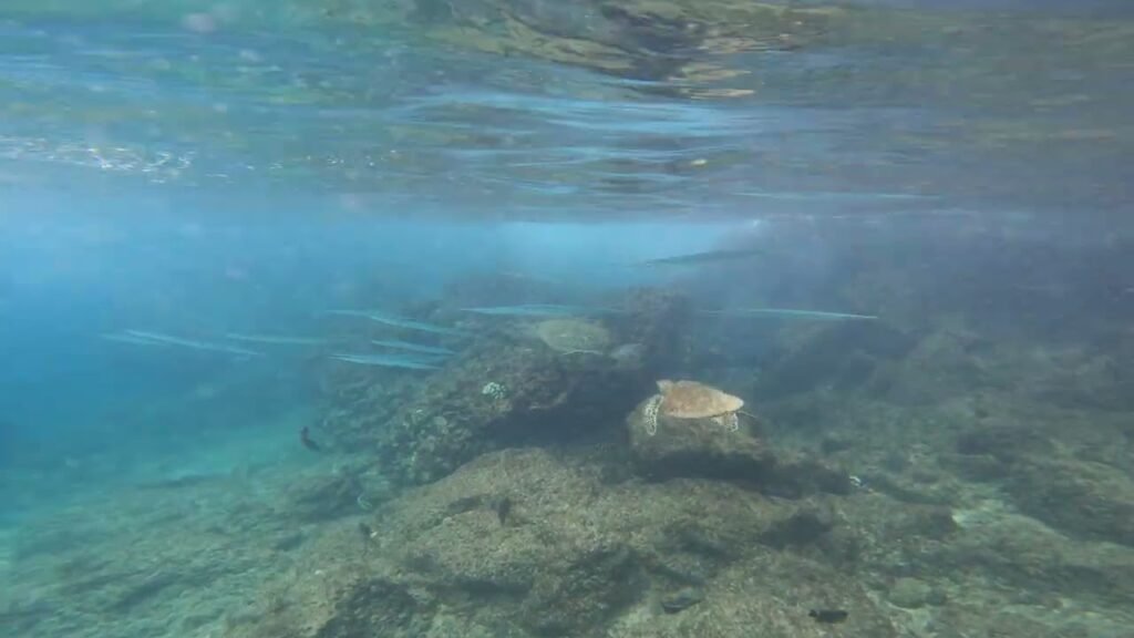 A view through clear, blue-green water showing a rocky stream bed and sunlight on the surface.