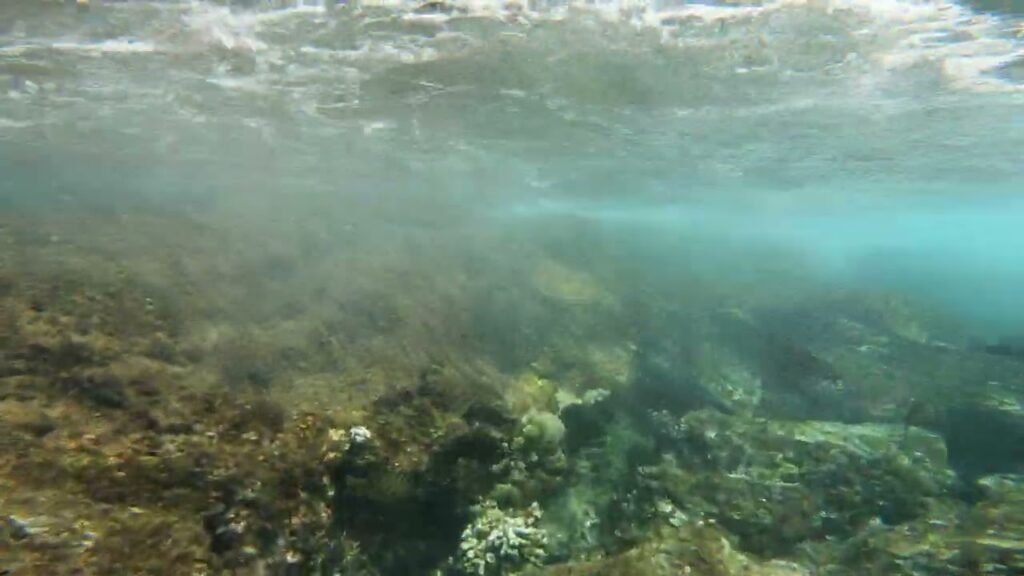 Underwater view showing rocks and seaweed on the ocean floor with waves visible on the surface above.