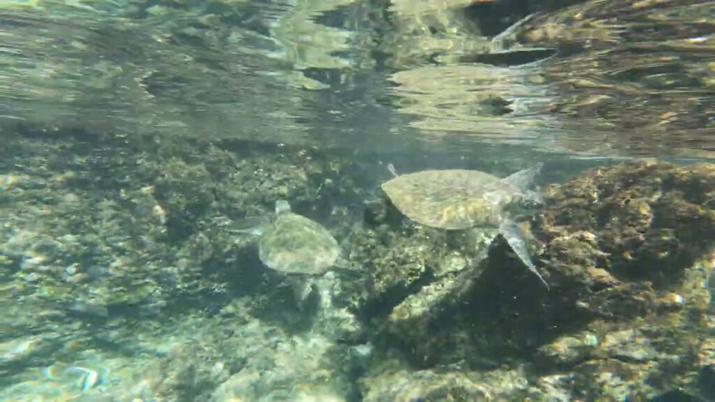Underwater view of turtles swimming near the rocky shoreline with clear water and visible ripples on the surface