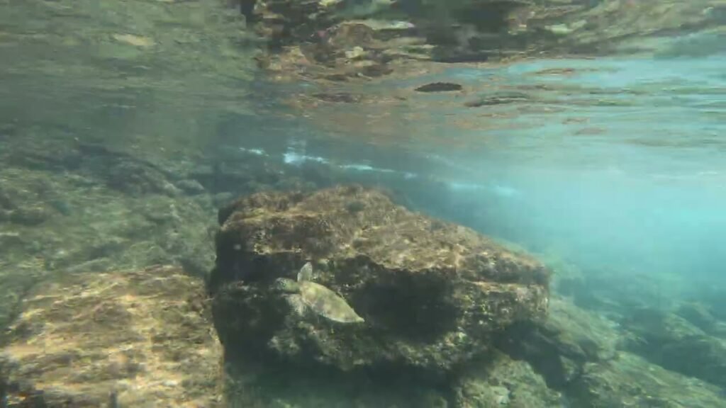 An underwater view of clear, turquoise ocean water and mossy rocks.