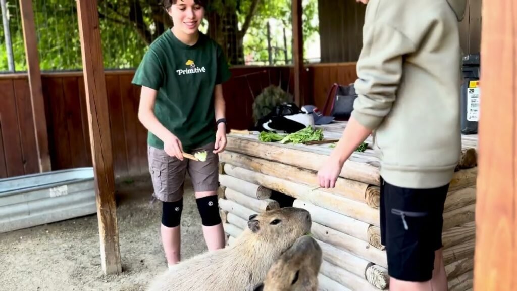 A visit to a zoo where we fed capybaras with fresh produce.