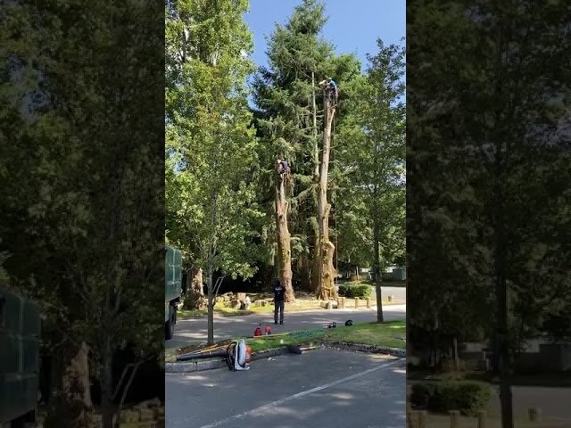 A tall conifer tree is being worked from a lift in a sunny, tree-lined urban area, with a person standing on the ground nearby.