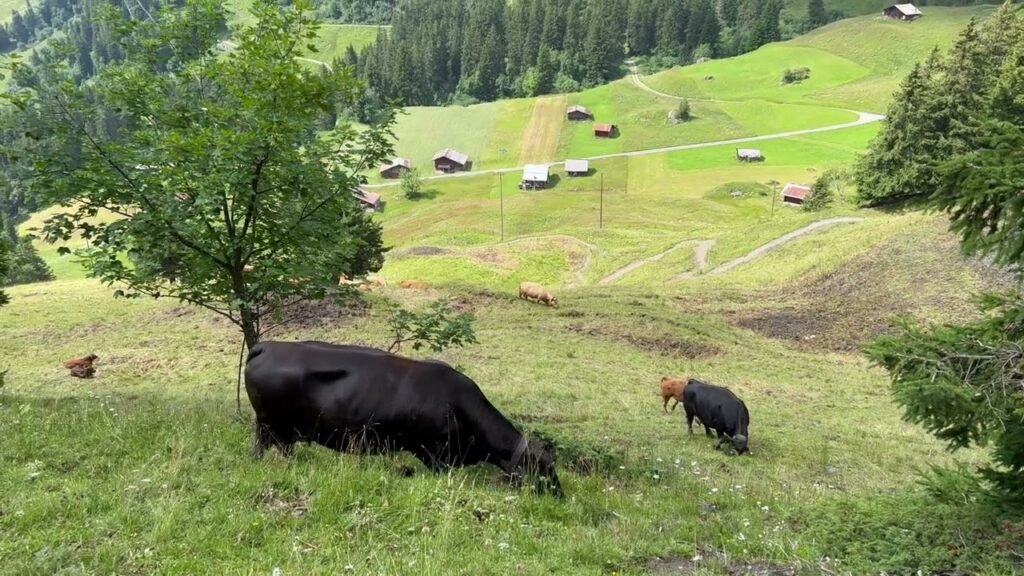 Highland cattle grazing in a lush green alpine meadow with a forested hillside in the background.