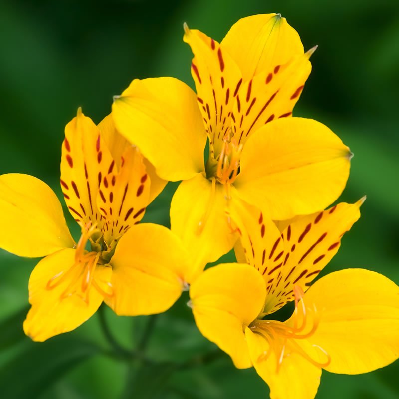 A close-up of bright yellow Alstroemeria flowers with distinctive reddish-brown spots on their petals, set against a blurred green background.