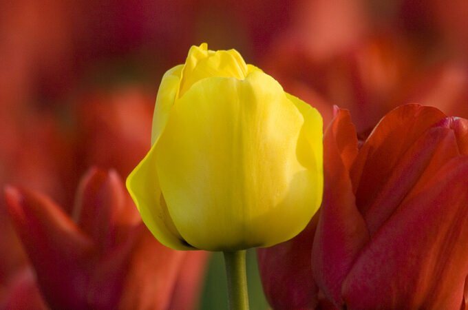A bright yellow tulip stands out among a field of blurred red tulips.