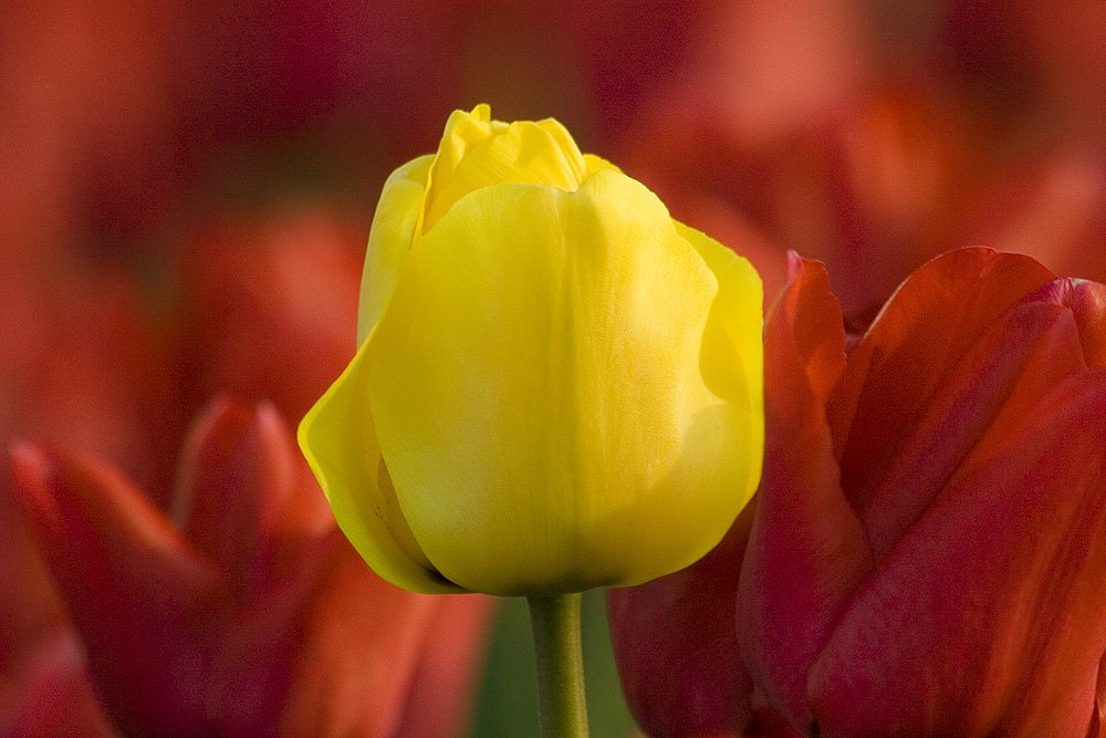 A bright yellow tulip stands out among a field of blurred red tulips.