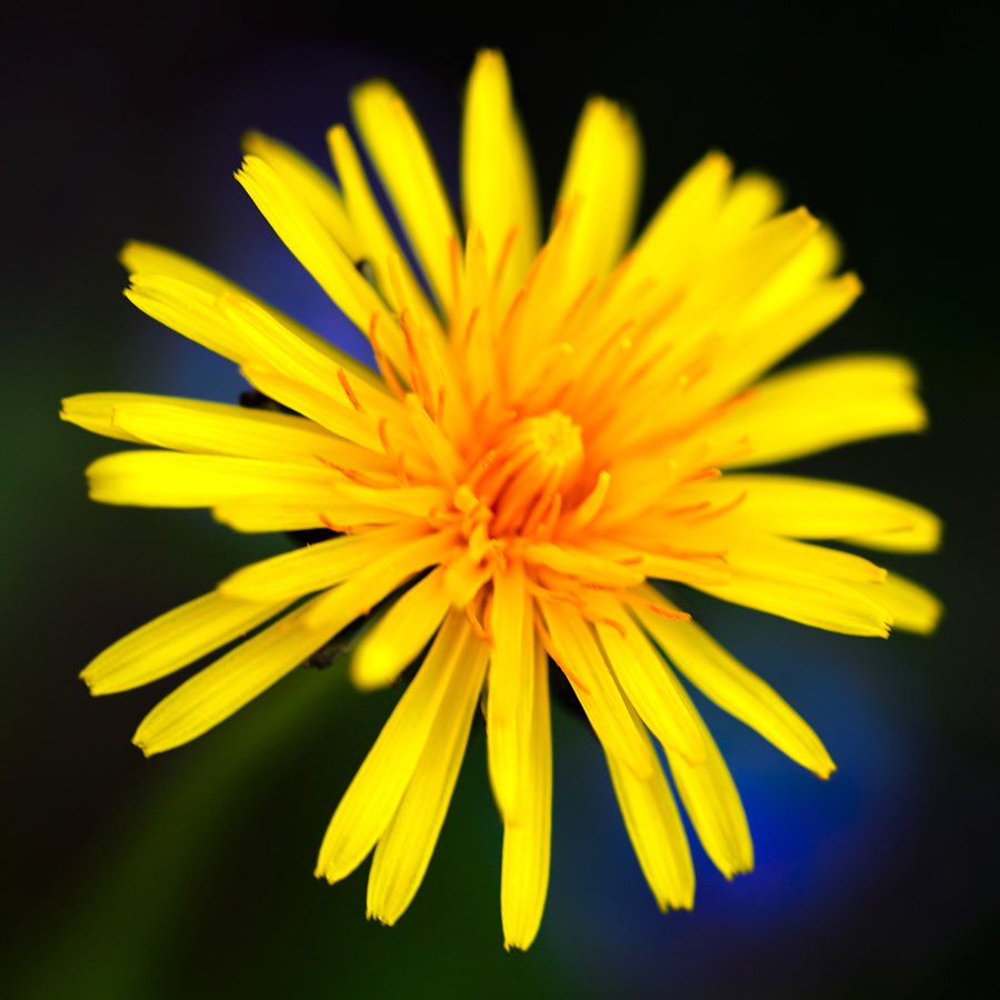 Close-up view of bright yellow dandelion flowers with a blurred background.