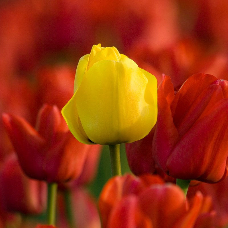 A bright yellow tulip contrasts with surrounding red flowers in a vibrant field.