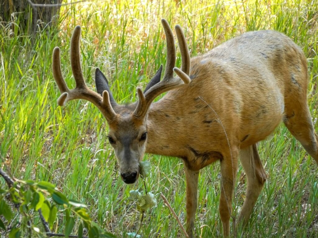 A male deer with unfinished antlers grazes among tall green grass and leafy branches in a sunlit Pacific Northwest meadow.
