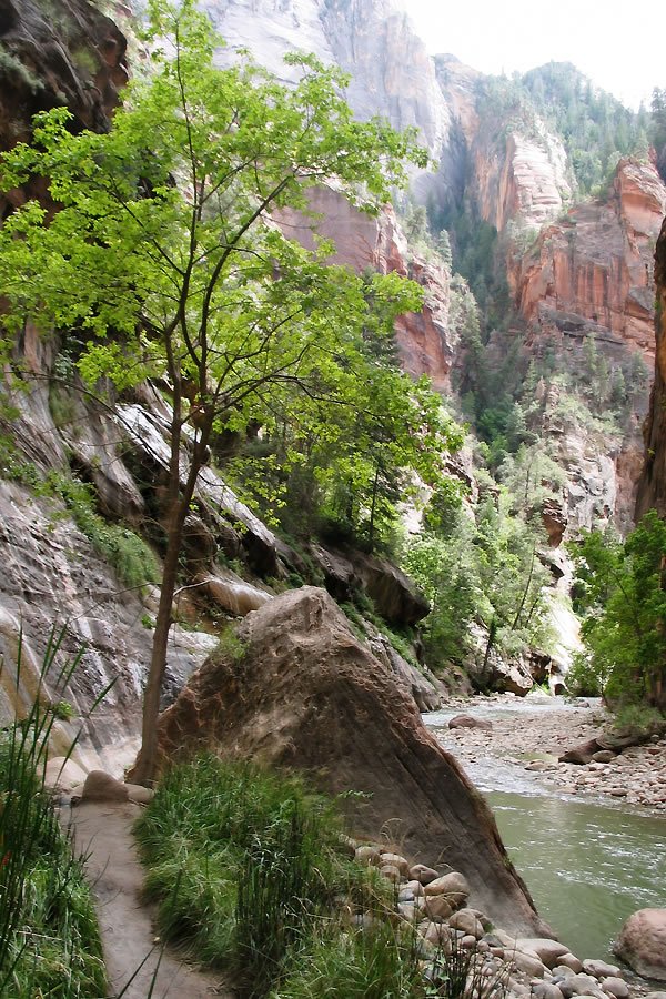 A serene path winds through Zion Canyon, flanked by lush greenery and towering red rock formations.